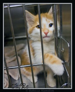Pima Animal Shelter