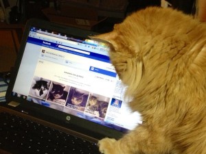 cat_and_facebook