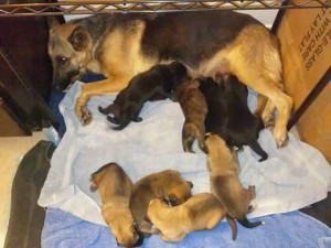 Gertrude and her litter, a Dogpatch family kept out of the shelter because the Pope's fostered them