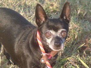 Tuti is a Senior currently waiting for a new family at PACC